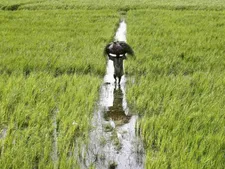 Non Loanee Small Marginal Farmers Can Buy Crop Insurance Fro