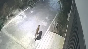 Leopard Spotted In Bengaluru Cctv Footage Shows Big Cat Near Apartments In Jp Nagar 1486687.html