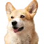 BNBDOG