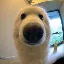 BOOP
