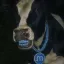 MOO