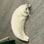 MOONCAT