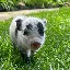 PETUNIA
