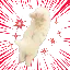 SPEED