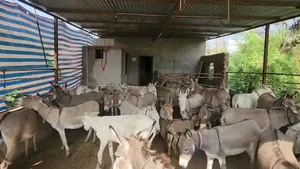 Government Backs Donkey Breeding Farms With Up To 50 Lakh Subsidy