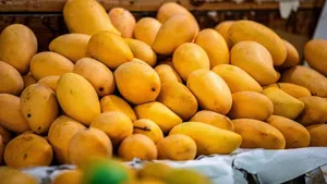 Kochi Startups Rent A Mango Tree Scheme Delivers Up To 90kg Of Fresh Harvest Home