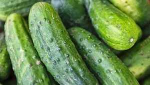 From Iti To Cropland Up Youth Rejects Conventional Jobs To Make Rs 1 5 Lakh In 23 Days Via Cucumber