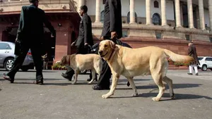 From Coding To Pet Care Techie Makes Rs 5 72 Lakh A Month Walking Dogs
