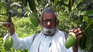 Mango Man Of India Up Horticulturist Grows 300 Unique Mango Varieties On A Single 125 Year Old Tre