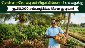 Cocoa Intercropping In Coconut And Rubber Farm Can Give Extra Income Of Rs 60 000 To Rs 80 000 Per A